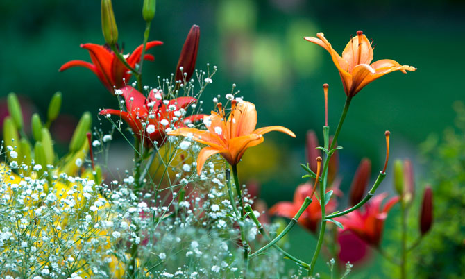 BACKYARD & GARDEN